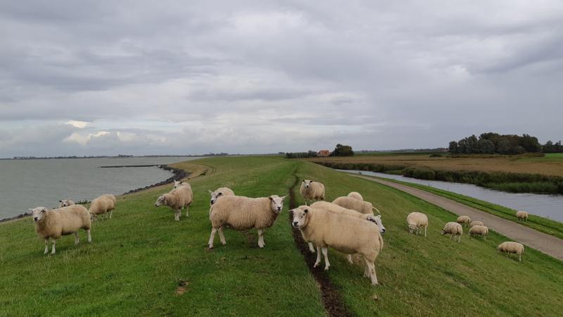 Waterland van Friesland - Noorderdyk - Zuiderzeepad