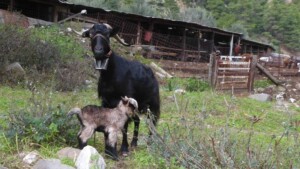 Pasgeboren geitje met moeder geit