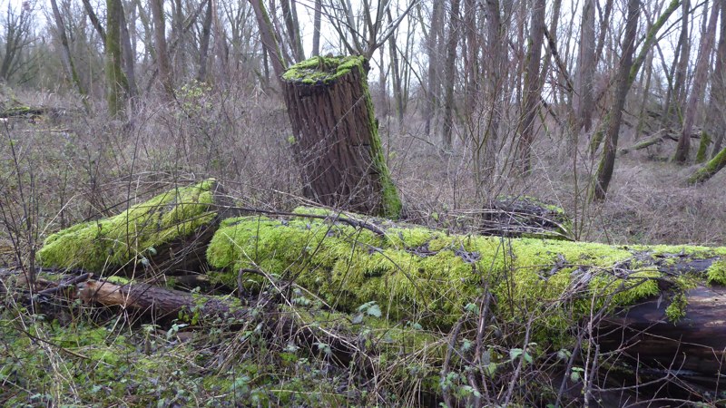 mos op dood hout