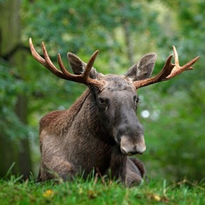 eland
