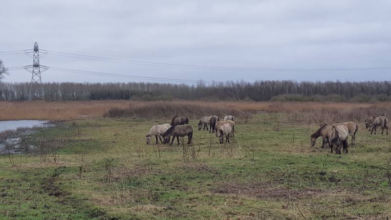 Konikpaarden in de Oostvaardersplassen