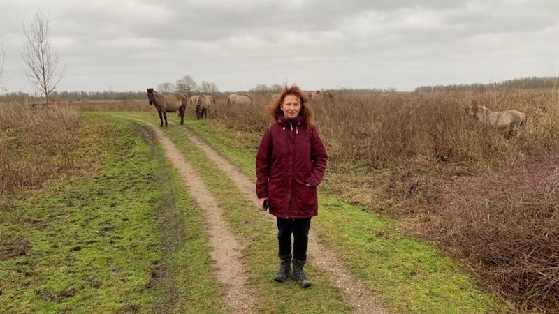 Konikpaarden in de Oostvaardersplassen