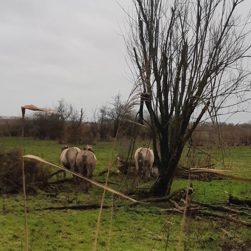 Konikpaarden in de Oostvaardersplassen