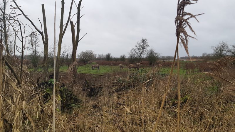 Konikpaarden in de Oostvaardersplassen