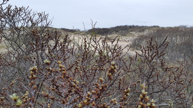 het Boswachterspad Kachelduin en Malote