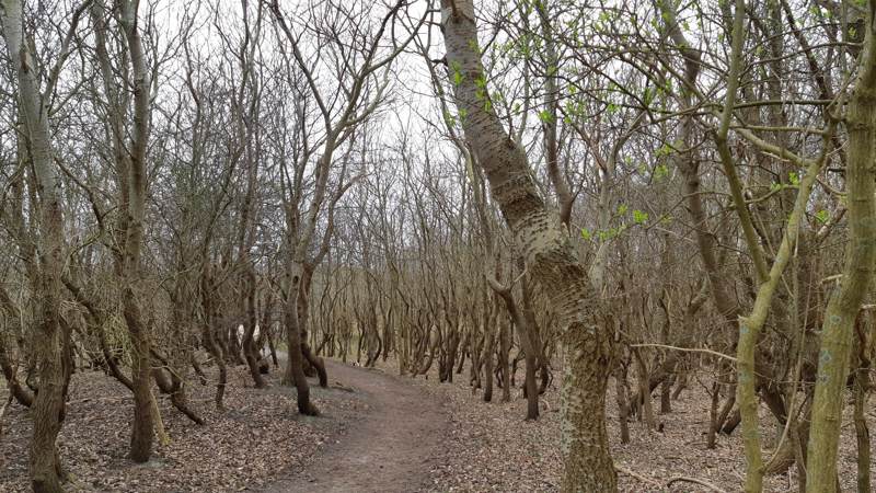 Hollandse Duinen Noordwijk