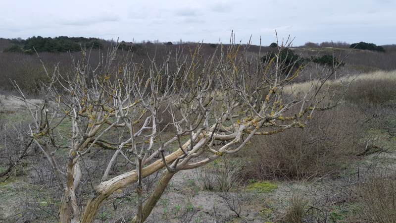 Hollandse duinen Noordwijk