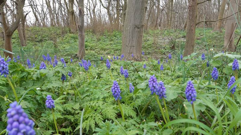 Blauwe druifjes in het bos