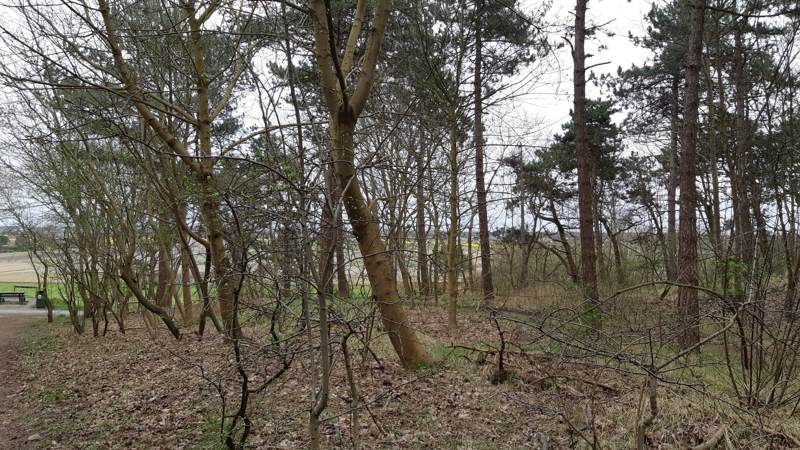 Een lentewandeling over het Boswachterspad Kachelduin en Malote