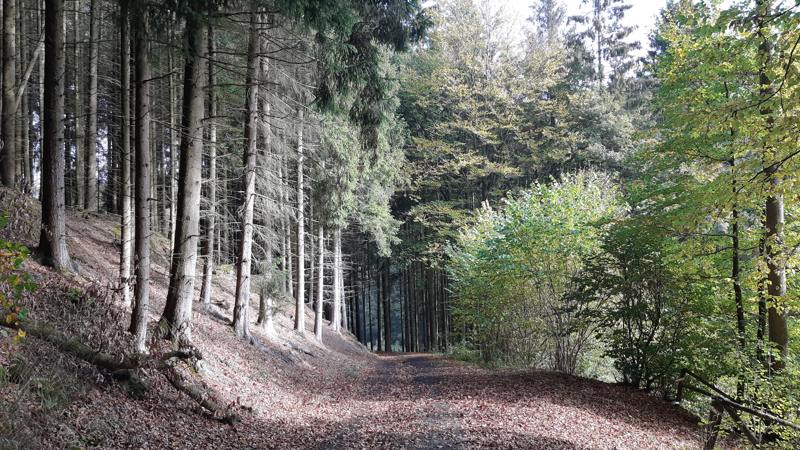 wandelen in Duitsland door het bos