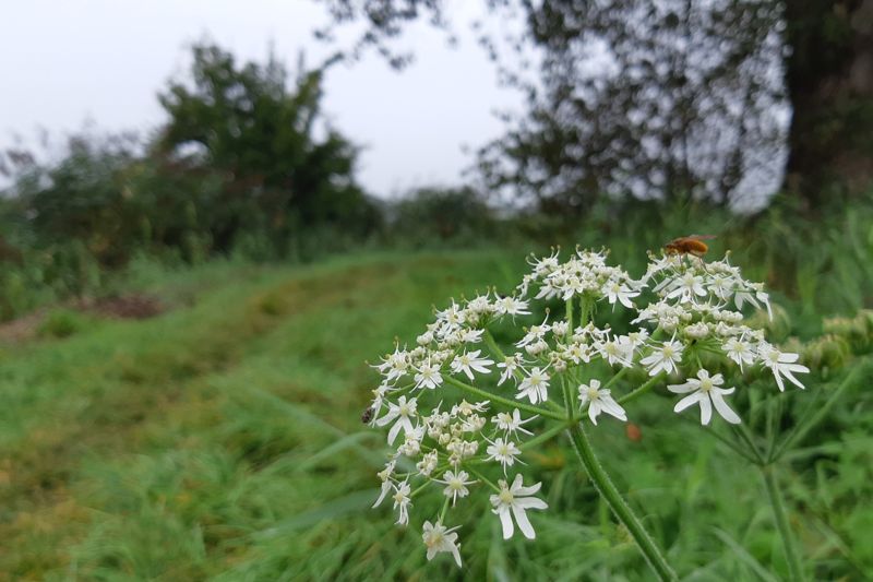 Wandelroute Groene Wissel Weesp