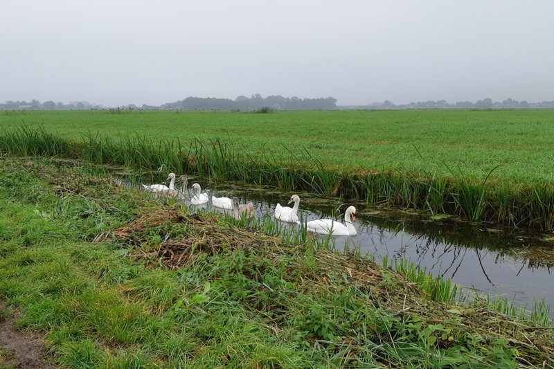 Wandelroute Groene Wissel Weesp