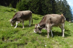 Oostenrijkse koeien