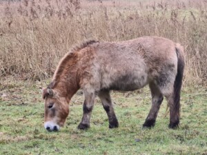 Przewalskipaard