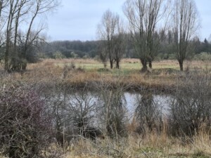 herten in Natuurpark Lelystad