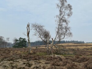 Afgebroken bomen op Zilvense Heide