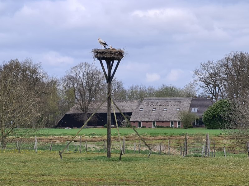 Ooievaars op nest