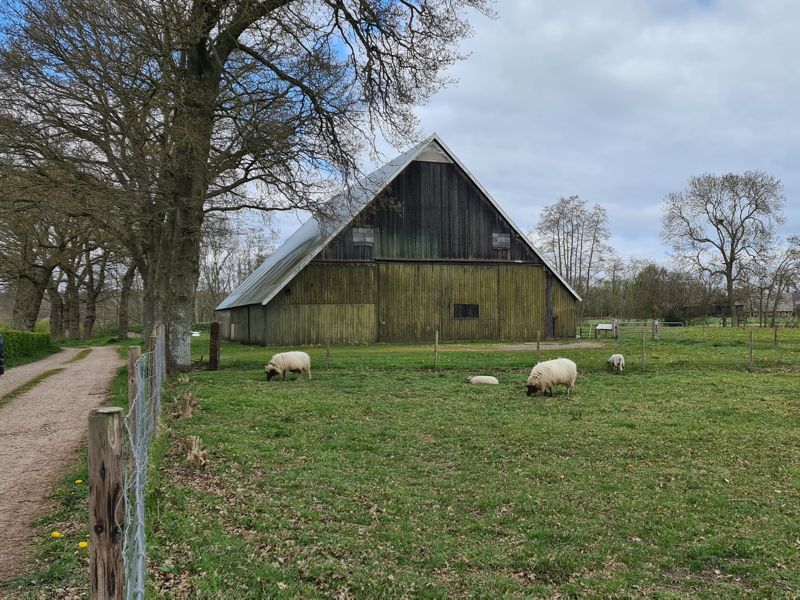 Boerderij met koeien