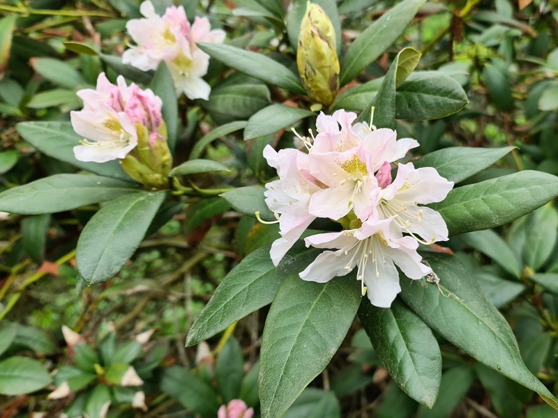 Rododendron