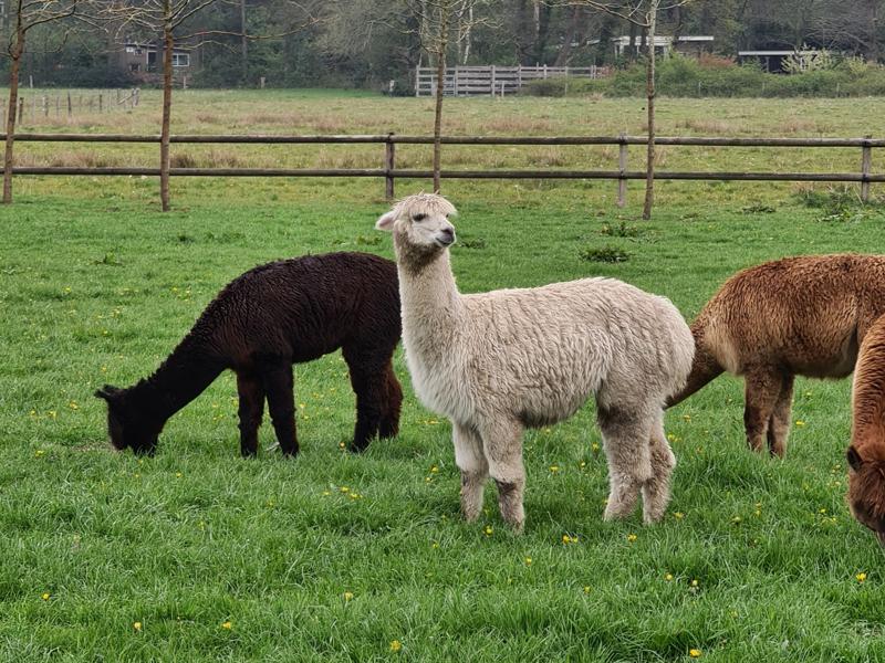 Alpaca's 