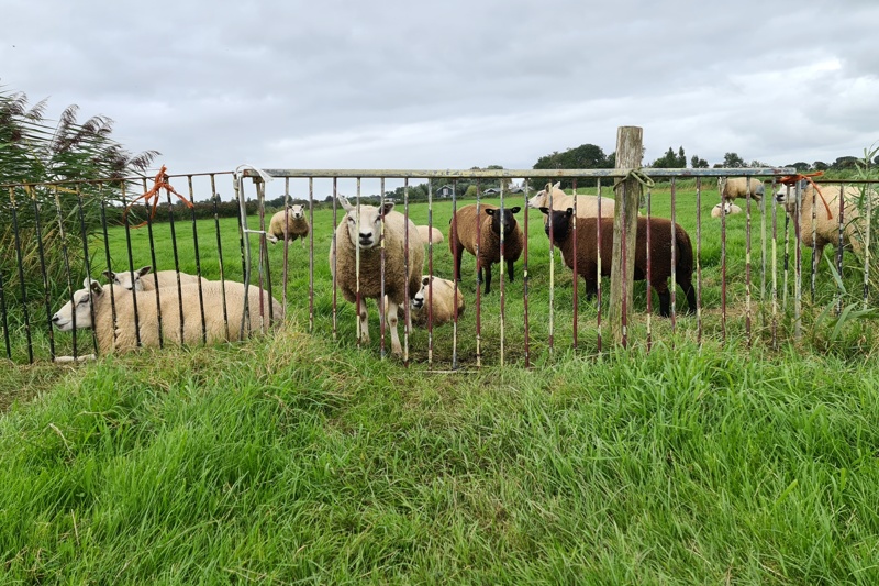 schapen achter hek