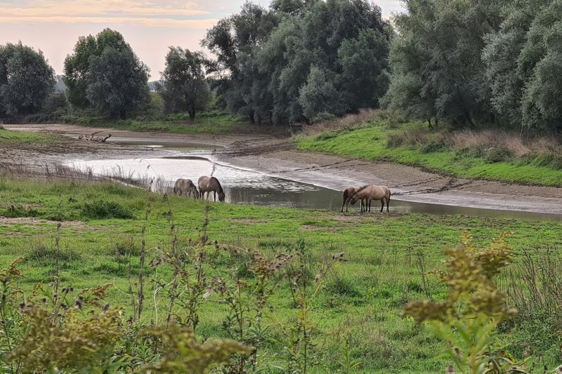 De Klompenwaard en paarden