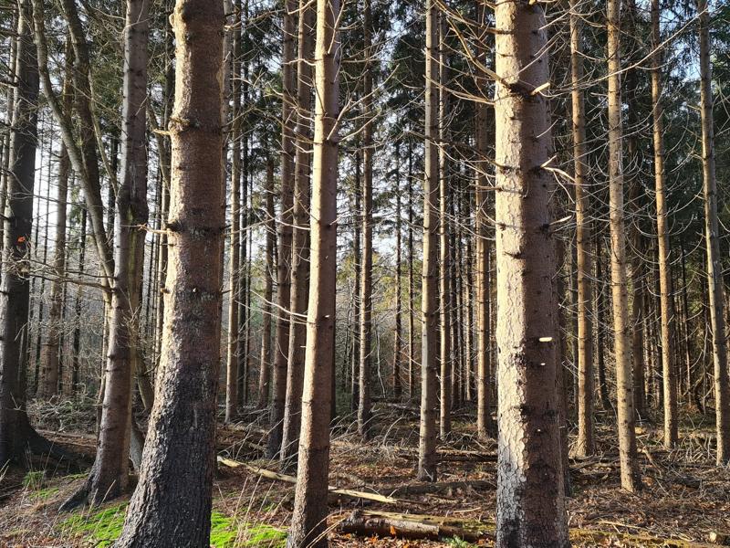 bos bij de Slotplaats