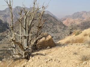 Jordan Trail, van Dana naar Petra