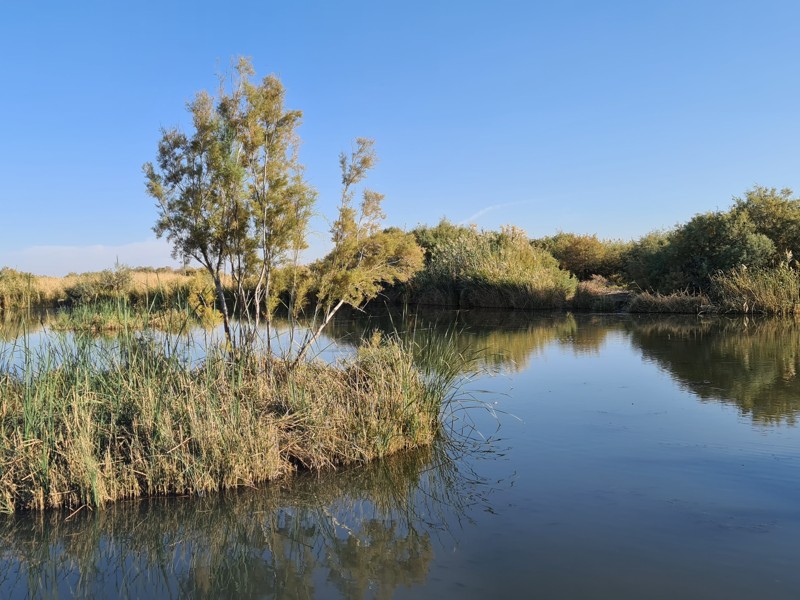 Azraq Wetland Reserve