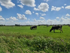 koeien in de wei, wolken aan de hemel