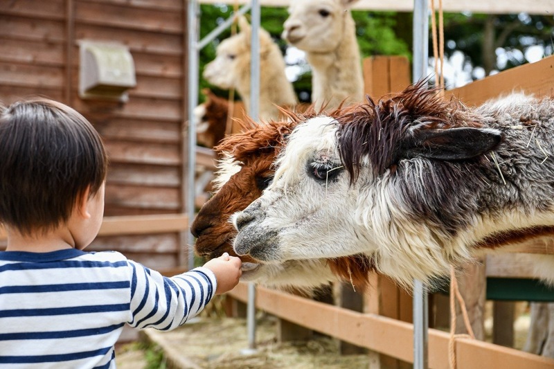 wandelen met alpaca's in Salzburger Sportwelt