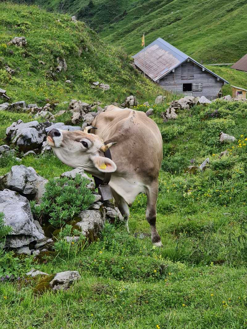 Zwitserse koe