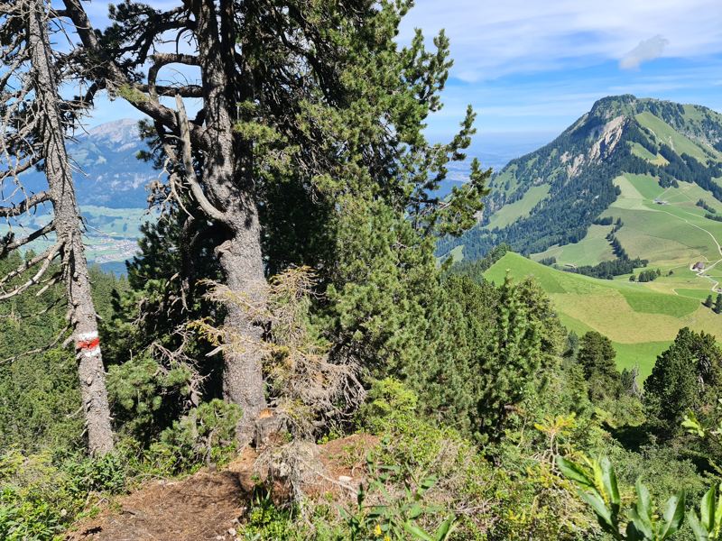 de Nidwaldner Höhweg. Tell-Trail