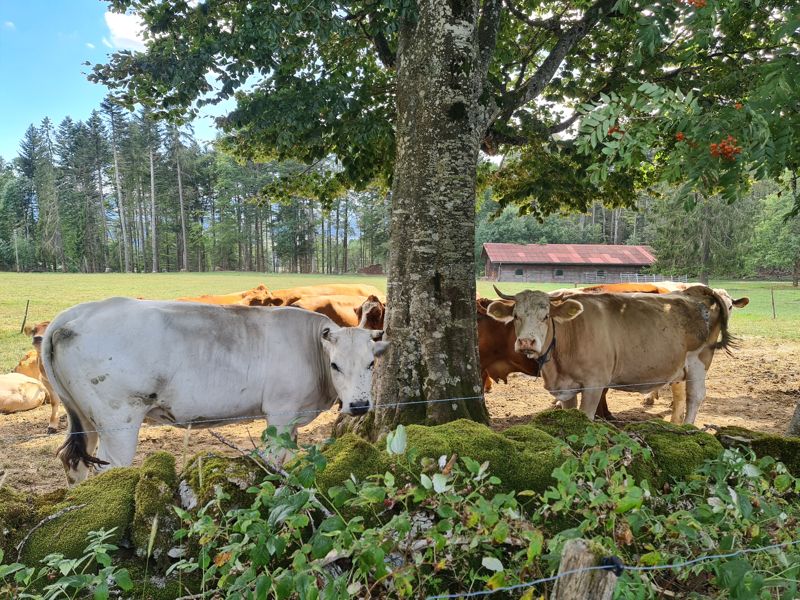 Zwitserse koeien op de ViaBerna