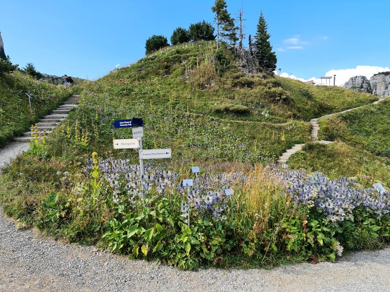 Alpengarten Schynige Platte