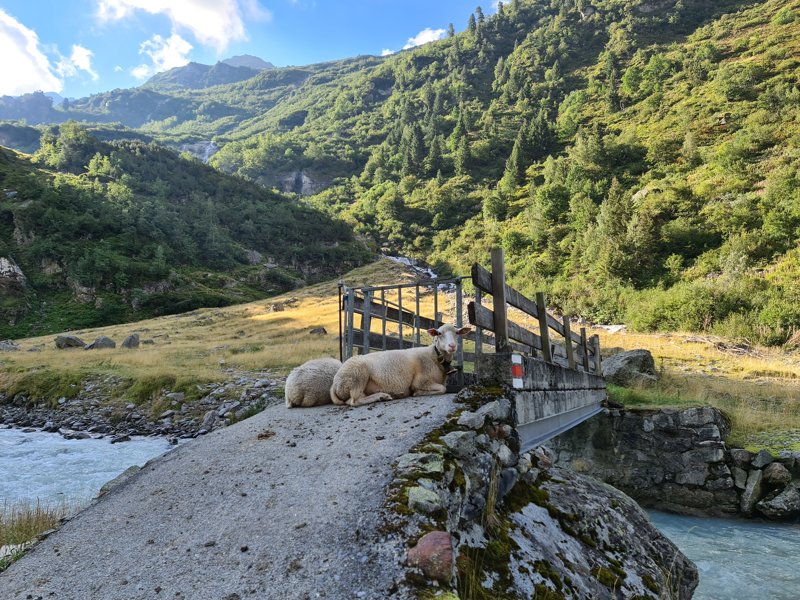 Schapen op de ViaBerna