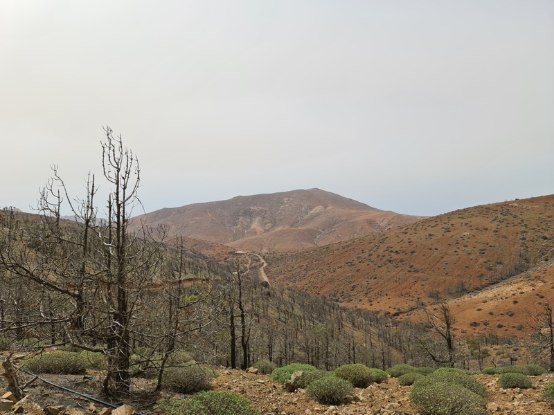 het 'enge bos van Fuerteventura'.