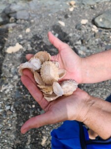 schelpen gevonden