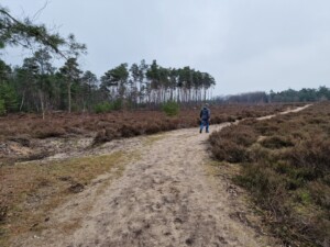 Het leesten wandelen heide