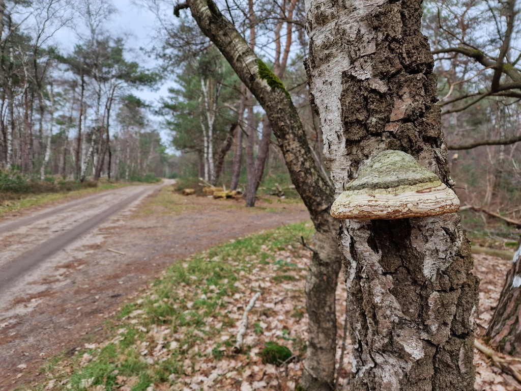 Hellendoornse Berg wadelpad