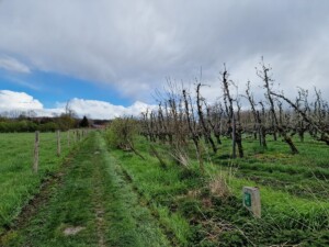Bloesemroute wandelen in provinciedomein Het Vinne