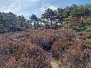 heide in de Schoorlse duinen