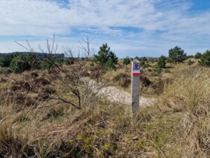 Wegwijzer met paarse pijl van de Duinheidewandeling