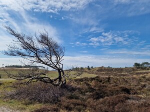 Heide in de Schoorlse Duinen