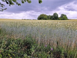 graanvelden langs de Panorama route