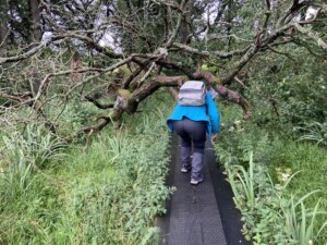 Onder de bomen door kruipen