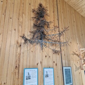 Top van boom Tjikko in Bezoekerscentrum Naturum