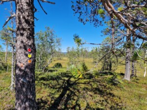Bomen, mossen en heide in Fulufjället Nationaal Park
