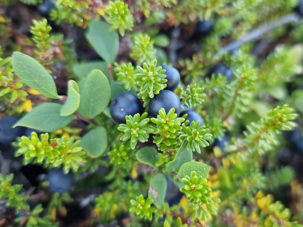 Bosbessen in Fulufjället Nationaal Park