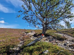 wandelpad Barfredshågna Runt - wandelen in Långfjället